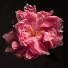 Ruffled Perfection Art Print