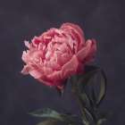 Perfectly Pink Art Print