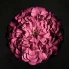 Portrait of a Zinnia I Art Print