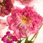 Peony Dream on White Art Print