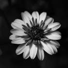 Sunny Bloom Monochrome Art Print