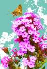 Skipper on Flox Art Print