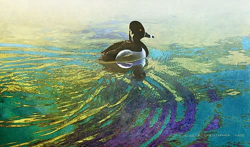 Male Ring Billed Duck Art Print