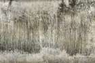 Aspen Willow leaves Abstract Art Print