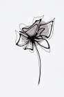 Minimal Gilia Flower Art Print