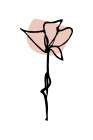 Minimal Cosmea Flower Art Print