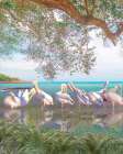 Coastal Plumage Art Print