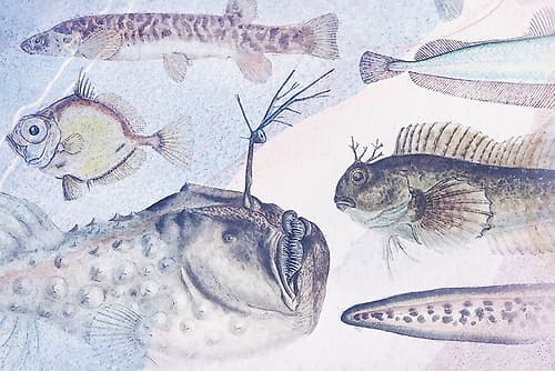 Deep Sea V Art Print