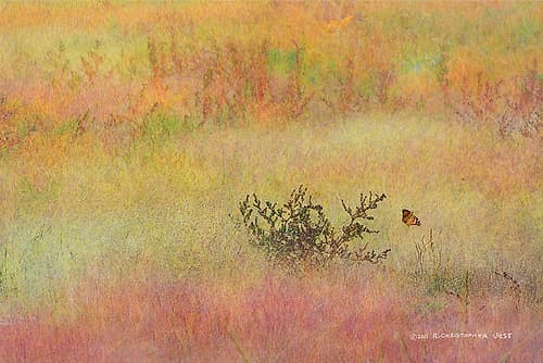 Koshia in Muhly Grass Art Print