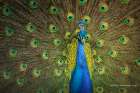 Peacock Display Art Print