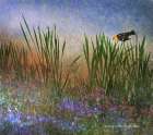 Wetland Yellow-Headed Blackbird Art Print