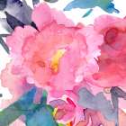 Pink Peonies III Art Print