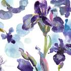 Little Iris Art Print