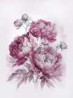 Blush Pink Peonies Nostalgia I Art Print