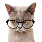 Specticat Art Print