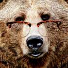 Bear Stare Art Print