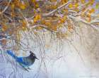 Snowy Branches with Stellar Jay Art Print
