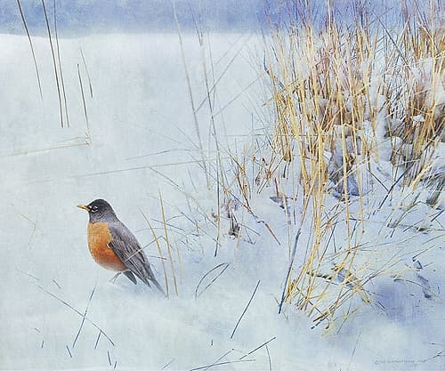 Tuft of Grass with Robin Art Print