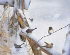 Various Dark Eyed Juncos Art Print