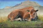 Bison Calf in Lamar Valley Art Print