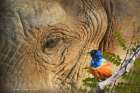 Elephant and Starling Art Print