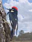 Acorn Woodpecker Portrait Art Print