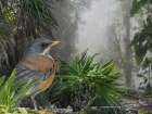 Rufous-backed Robin Art Print