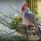 Pyrrhuloxia on Thorns Art Print