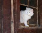 Bob-white Kitty Barn Window Art Print