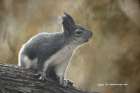 Aberts Squirrel Art Print
