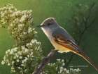 Ash Throated Flycatcher Art Print