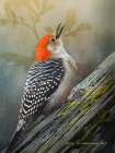 Red Bellied Woodpecker Art Print