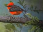 Vermillion Flycatcher Male Art Print