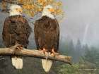 Bald Eagle Pair Art Print