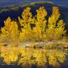 Row of Aspen Art Print