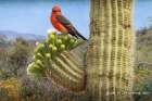Vermillion Flycatcher on Saguaro Blossom Art Print