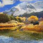 Moose on Dolores River1 Art Print