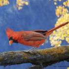 Cardinal on Branch Art Print