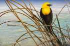 Yellow Headed Blackbird Art Print