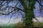 Dead Tree in the Swamp Art Print