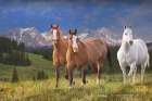 Three Horses at 535 Art Print