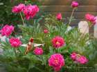 Fence Line Begonias Art Print