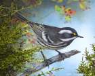 Black Throated Gray Warbler Art Print