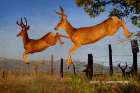 Jumping the Fence Art Print