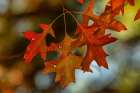 Autumn-colored Oak Leaves I Art Print