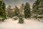 Central Park in Winter Art Print