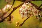 White Cherry Blossoms I Art Print