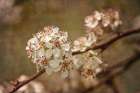 White Cherry Blossoms II Art Print