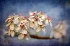 White Cherry Blossoms III Art Print