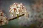 White Cherry Blossoms IV Art Print